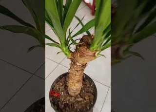 سلام روز خوش شرایط نگهداری یوکا نور خیلی خوب ابدهی هفته تا ده روز از همه مهم تر تهویه هوا ی مناسب