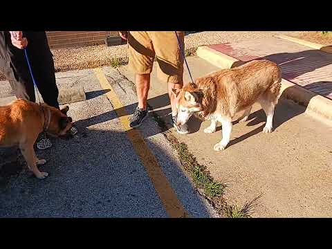 A2060231 Sweetie And A2060736 Una Temp Tested