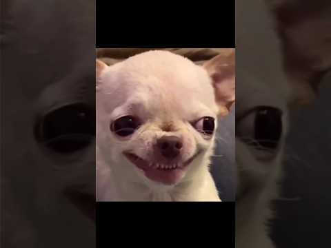 Dog Smile Meme Template Comment Your Ideas