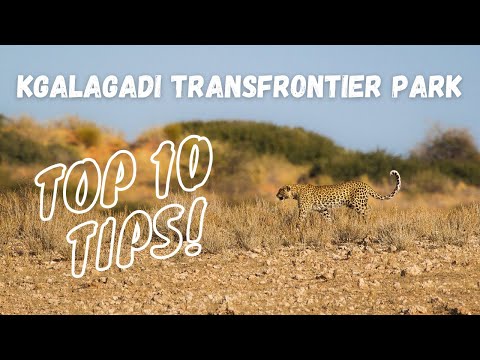 Planen Sie Die Perfekte Reise Zum Kgalagadi Transfrontier Nationalpark TOP 10 TIPPS
