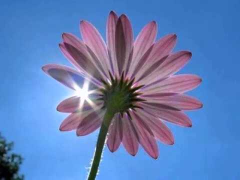 صالح عبد الحى ليه يابنفسج