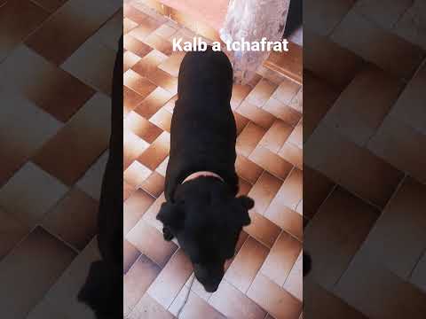 Had Lkalba Tchafrat Fiha Chwiya Dial Labyouda Taht Famha Lay Yakhed Lha9 F Lidaha