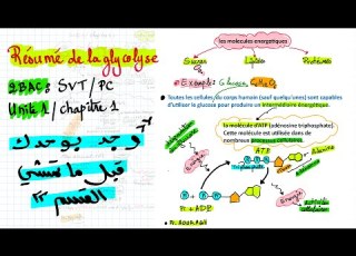 Résumé De La Glycolyse Chapitre 1 Unité 1 2BAC SVT PC