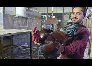  انواع الدجاج العربي الاصلي والحمام بالعراق مع الاسعار 16 نوفمبر 2025 يم الاخ حيدر البيضاني بيع وشراء