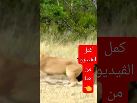 لبؤة تداعب وتحاول أغراء الأسد أنظروا ماذا فعل بها امام الكاميرات