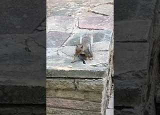 Squirrel M I