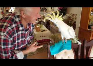  Ο Κόκης είναι βλάκας Australian Cockatoo Speaks Greek