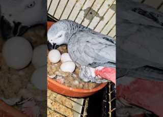  ببغاء كاسكو يبيض داخل السلاكة Farming ابلور Fruit طيور Parrot Chicken Birds Coffee Aseel