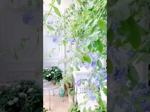 Chu Chen Lapel Three Years Auspicious Tiannv Sleeve Add Thousand Li