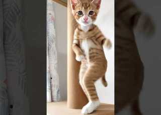 고양이도 춤출 수 있다 AI 고양이 댄스 Cats Can Dance Too Ai 고양이 Cat Cutecats Funnycats
