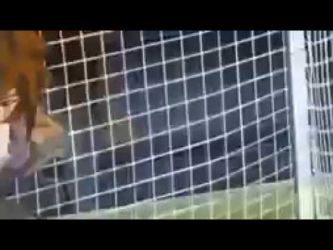 أبطال الكرة الجزء الاول الحلقة 16