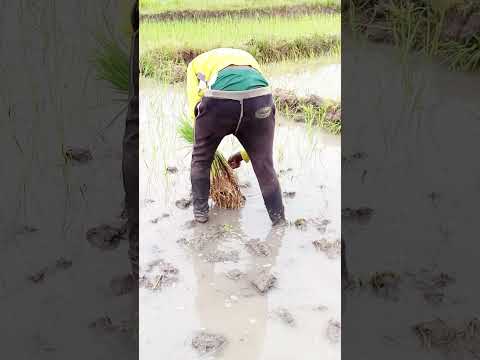 Nyanda Kabundi Kapambania Bunga Yake 2026 Comedy