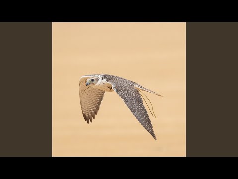 متى على الله يطلع سهيل