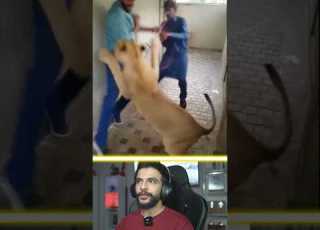 حمله شیر خانگی به مهمان Shorts حیوانات Animals شیر