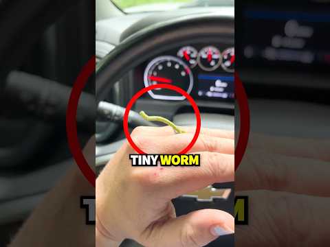 لماذا لا يجب عليك لمس هذه الدودة الصغيرة