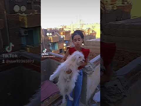 عندي كلب رايحه منه روكي