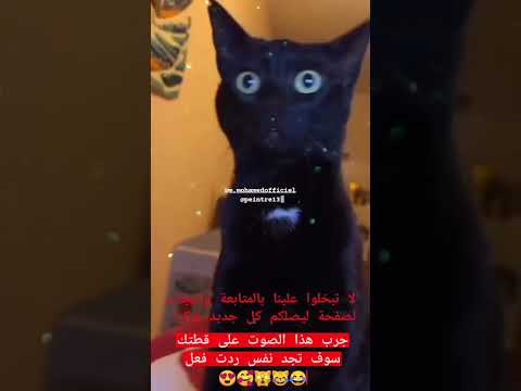 صوت الذي أثر جدل في كل من سمعه من قطط