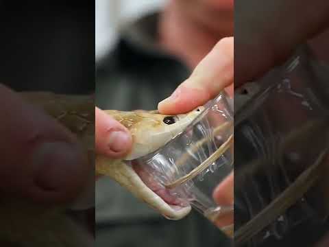 طريقة استخراج سم الافاعي افعى سامه ثعابين