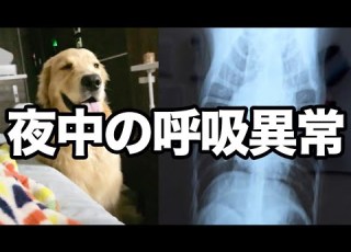  呼吸異常で病院へ その後の対策 アドバイスくださった皆様ありがとうございました