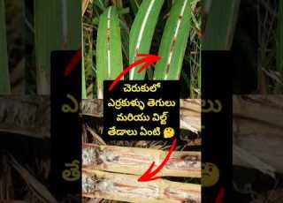  చ ర క ల ఎర రక ళ ళ త గ ల And Sugarcane Wilt Sugarcane Redrot Wilt Agriculture