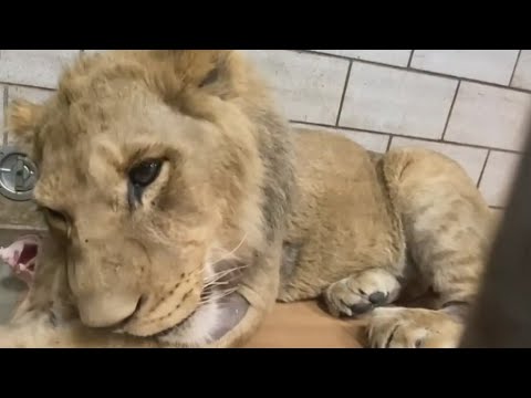 Chicago S Lincoln Park Zoo Lion Lomelok Recovers From Back Surgery Chicago S Lincoln Park Zoo Lion Lomelok Recovers From Back Surgery