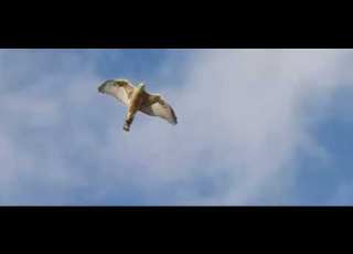 شيله ياطير علمني على الحوم باحوم