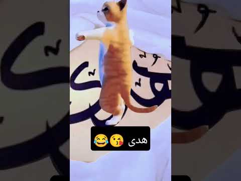 هدى ياهدى Shorts Short Funny هدى سعد Comedy Cat