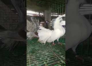  قص حمام هزاز دكر هندي نتاية بلدي