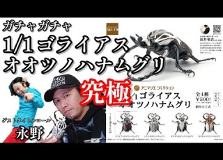  ガチャガチャ 1 1ゴライアスオオツノハナムグリ タイトルコールに永野登場 開封します 謹賀新年明けましておめでとうございます 株式会社SO TA