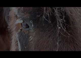  MONTANA Weather Is CRAZY 100 Difference Happy HORSES