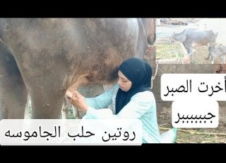  ازاى تحلبى الجاموسه لو أنتى ف بيت عيله ولسه متجوزه جديد اتفرجى على الفيديو دا