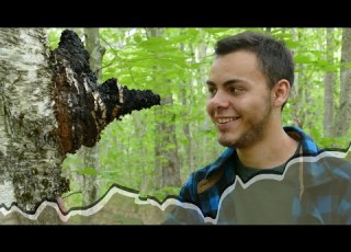 Forever Wild Chaga The Unfiltered Ecological Truth About Nature S Most Enigmatic Fungus