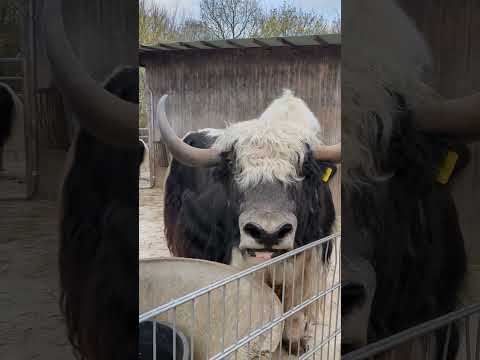 Ein Erstaunlich Riesiger Yak