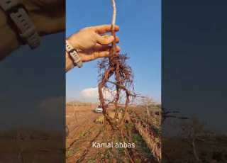  الجذور القوية للبطم الكنجوك جذور سليمة وقوية شجرة قوية و مقاومة Agriculture Trees