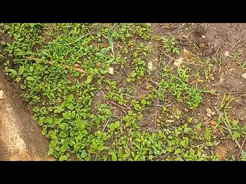 Oromiyaa Jituu Biyya Koo Dararii Come To Oromiya Oromiyaa Jituu Biyya Koo Dararii Come To Oromiya