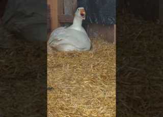  Broody Goose Sitting On Her Eggs Goose Broodyhen