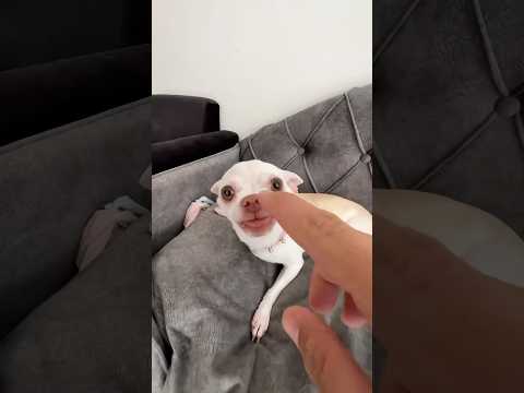 Doing Kuchi Kuchi To My Chihuahuas