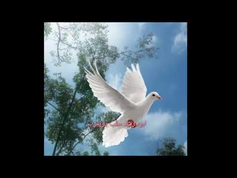 دخيلك يا حمامة البيضاء احمد تلاوي ابو حسين