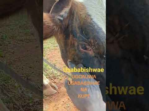 UNGONJWA USABABISHWAE NA KUPE