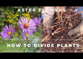 Comment Diviser Les Fleurs D Aster