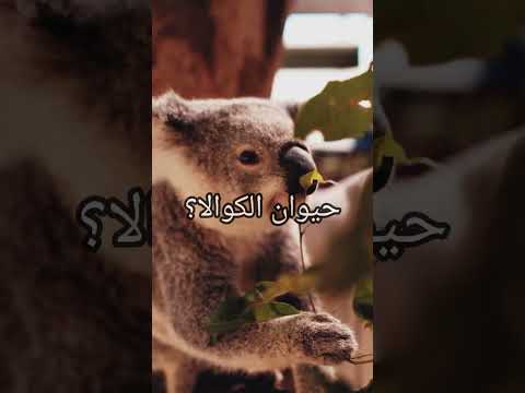 حيوان الكوالا معلومات عامه قصيره عنه هل تعلم أقوال وحكم