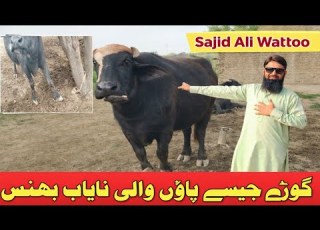 Rare Buffalo With Horse Like Feet Amazing Buffalo In Pakistan Sajid Ali Wattoo
