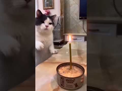 ميو ميو ميو عيد ميلاد البسه ههههههههه