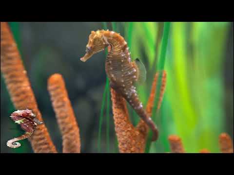 Amazing Seahorse Aquarium In 8K HDR Soothing Relaxing Music 8K 4K UHD RELAXING 4K 8K Amazing Seahorse Aquarium In 8K HDR Soothing Relaxing Music 8K 4K UHD RELAXING 4K 8K