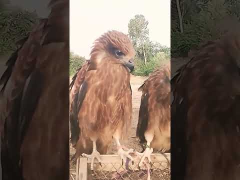 Https Vt Tiktok Com ZShjJgbPm Beats Halloween