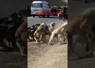 اكبر معركه كلاب