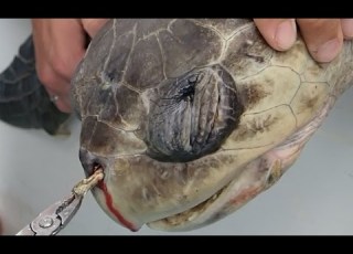  The Sea Turtle With A Straw In Its Nostril No To Single Use Plastics Short Version
