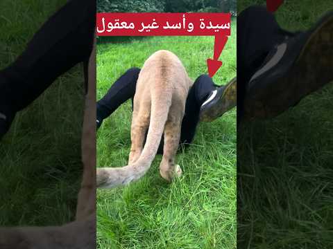 سيدة وأسد فى وضعية غريبة والنهاية غير متوقعة