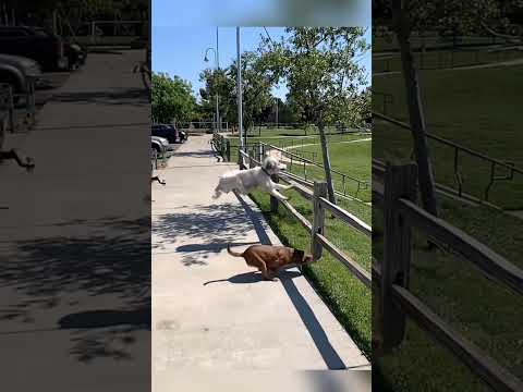 Best Videos Of The Year You Must Watch ShortVideo Trending