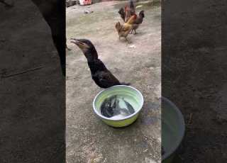 Great Cormorant Eats The Whole Fish Instantly